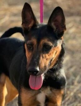 MALAKA (w) - sportlich, fröhlich - Sankt Goar Zentrum