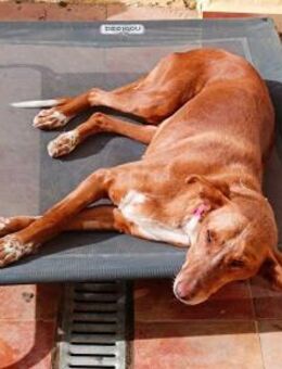 FELI sucht ihr eigenes Sofa! - Saarbrücken