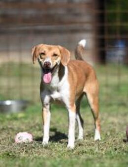 Amaria liebenswert intelligent sportlich - Linden (Hessen)