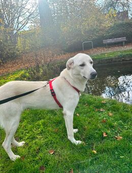 🐾 Liebenswerter Akbash-Labrador-Mix (11 Monate) sucht liebevolles Zuhause 🏡 - Aachen