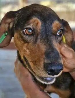 Garou-aktiver, hübscher Rüde, 50cm - Rösrath