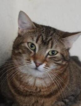 Misha in Bulgarien - Ingolstadt