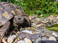NZ Griechische Landschildkröten (Testudo hermanni) - Wilnsdorf
