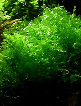 Süsswassertang, Aquarienpflanze, Versand/ Abholung - Mechernich