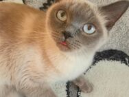 Traumzuhause für Nala und Baghira gesucht - Lüneburg
