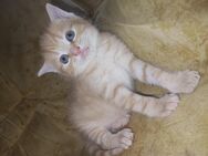 Katzen suchen zuhause auf Lebenszeit. - Lugau (Erzgebirge)