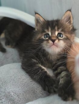 Maine Coon Kitten XXL - Ahlen