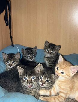 Katzen baybis - Bakum