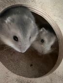 Campell zwerghamster in 59174