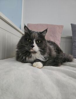 Kater sucht liebevolles zuhause - Essen