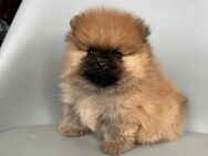 Pomeranian Welpe/Boo Typ zu verkaufen - Dortmund