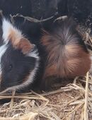 Meerschweinchen Nachwuchs in 08344