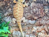 Bartagame Jungtier ( pogona vitticeps) Männchen - Offstein