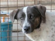 Farley sucht seine Menschen - Kallmünz