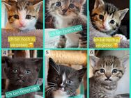 Verschmuste Katzenbabies suchen ein liebevolles Zuhause, Katzenbaby, Kitten, Kater, Babykatze, Katze - Drensteinfurt