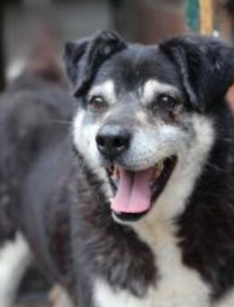 Oldie Idefix sucht warmes Körbchen - München