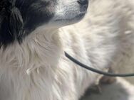Kuschelmaus Ariana🌺 sucht ihre Familie - Seggebruch