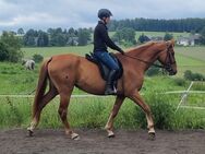 4- jährige Warmblutstute zu verkaufen - Pockau