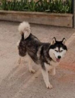 Husky Seele Astra - Ellerbek