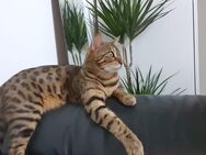 Reinrassiger wunderschöner und sehr lieber Bengal Kater abzugeben - Gießen