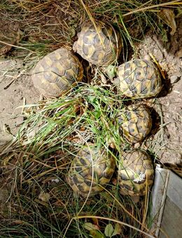 Griechische Landschildkrötenbabys - Landsberg