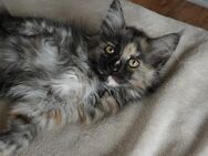 Maine Coon Mädchen - Rietheim-Weilheim