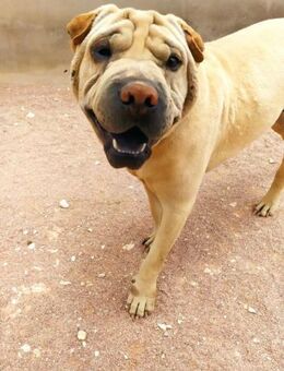 NINA & TROY - suchen gemeinsam...... - Kempen