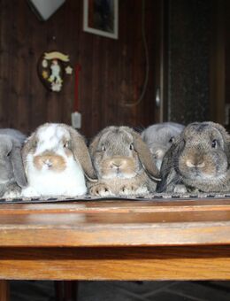 Kleine Zwergwidder Kaninchen Jungtiere Zwerghasen vom Züchter - Büchlberg