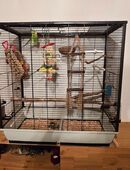 Wellensittiche in 45884