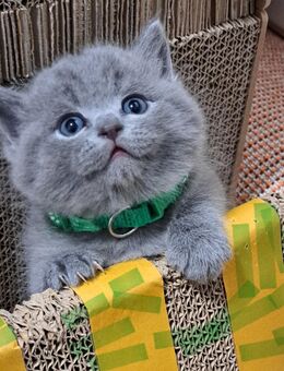 Bkh kitten reinrassige kurzhaar. - Osnabrück