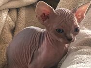 Reinrassige Canadian Sphynx Kitten - Langen (Landkreis Cuxhaven)