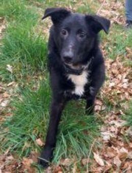 Border Collie-Schäferhund Mix Junghündin "Anja" - Rethem (Aller) Zentrum