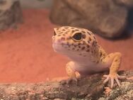 Leopardgecko Weibchen - Berlin