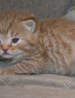 Das BESONDERE !! Britisch Kurzhaar Babys in Chocolate-Tabby u. Cinnamon Tabby !! - Köln