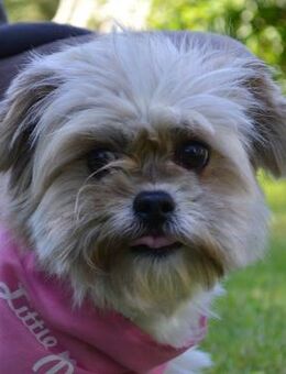 Bärbel - kleine putzige Hündin - Obertshausen