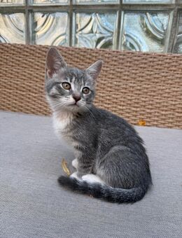 Katze stubenrein und sehr anschmiegsam sucht neues Zuhause - Berlin Reinickendorf
