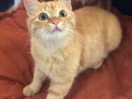 Garfield - siehe auch Odie - - Weilmünster
