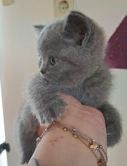 Wunderschöne reinrassige BKH Kitten mit STAMMBAUM - Bodenwöhr