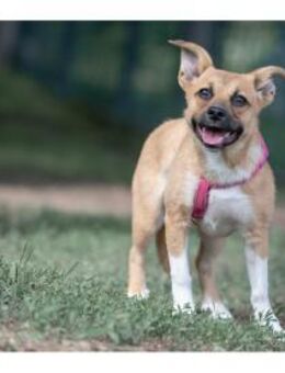 Petra - wartet in 07381 Pößneck - Oberwies