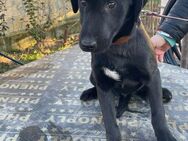🐾Labrador Junghund Nero sucht dich🖤 - Eislingen (Fils)