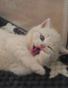 Britisch Kurzhaar/Langhaar Kitten suchen Kuschelplatz - Paderborn