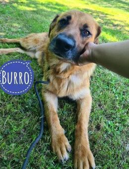 Burro ein Traumwesen - Flörsheim-Dalsheim