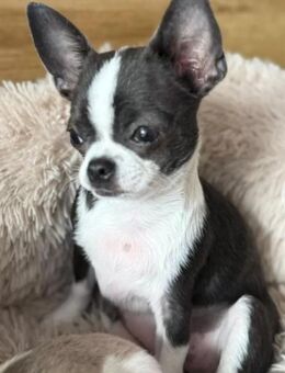 Reinrassige Chihuahua Hündin Blue/weiß KH Apfel Kopfform - Hanau (Brüder-Grimm-Stadt) Wolfgang