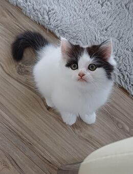 Perser Mix Kitten Katzen Kater - Freyung Zentrum