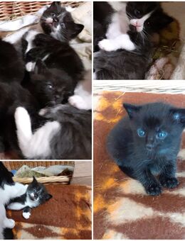 Katzenkinder suchen ab Dezember ein Zuhause - Brandis