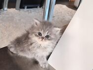 2 traumhafte BKH und BLH - Kitten - Aalen