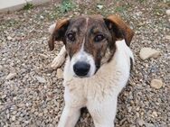 🐕 Sanfte Lulu2 lieb und treu 💫 - Eislingen (Fils)