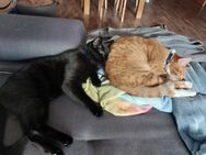 Geschwisterpaar Katze und Kater - Elmshorn