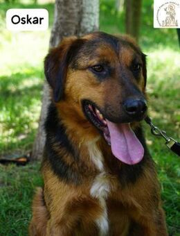 Oskar Für besondere Menschen, ... - Kissing