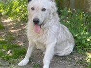 Snow,Golden Retriever sucht neue Familie - Unterföhring